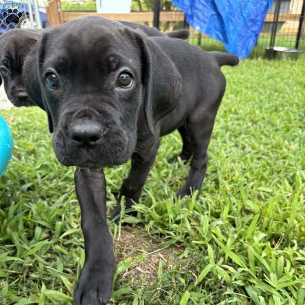 Peanut, Cane Corso Puppy