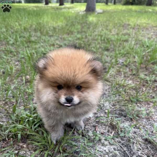Toast, Pomeranian Puppy