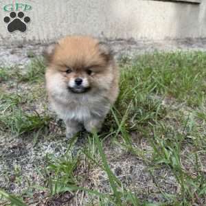 Toast, Pomeranian Puppy