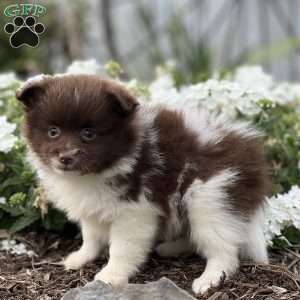 Robin, Pomeranian Puppy
