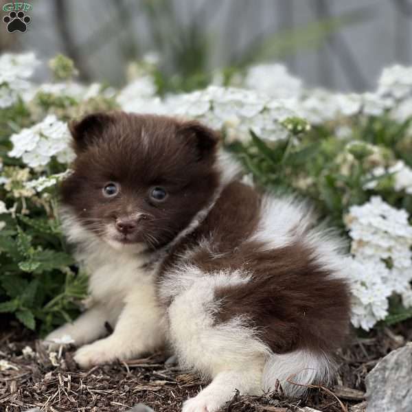 Robin, Pomeranian Puppy