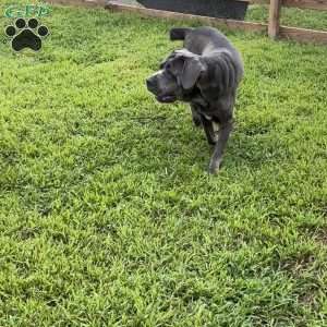 Peanut, Cane Corso Puppy