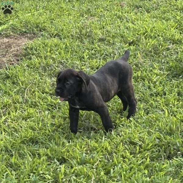 Hiccup, Cane Corso Puppy