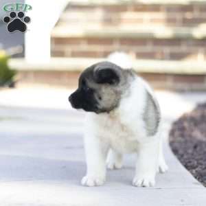 Molly, Akita Puppy