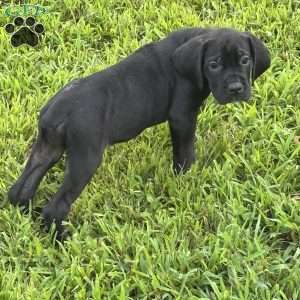 Peanut, Cane Corso Puppy