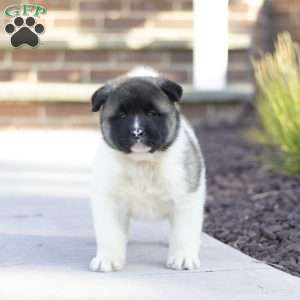 Molly, Akita Puppy