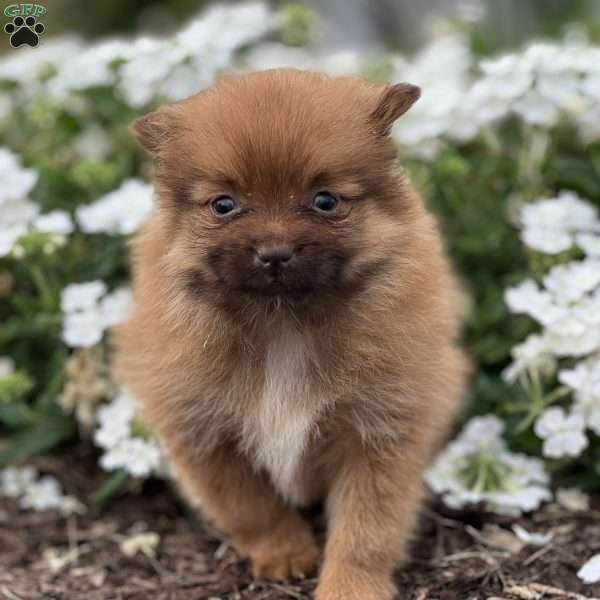 Rascal, Pomeranian Puppy