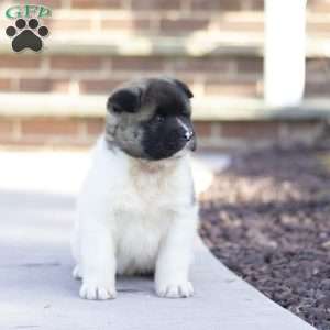 Molly, Akita Puppy
