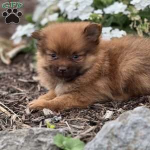 Rascal, Pomeranian Puppy