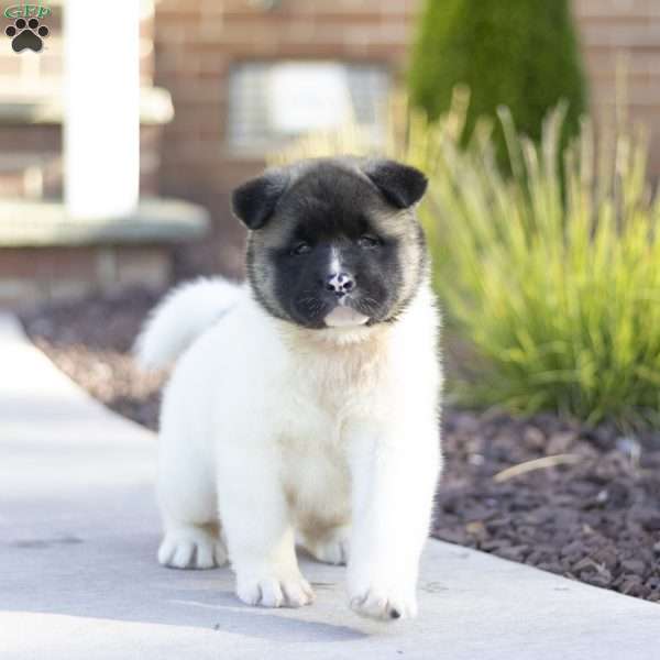 Molly, Akita Puppy