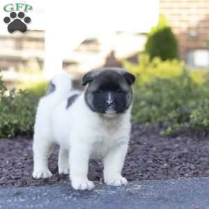 Molly, Akita Puppy