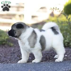 Molly, Akita Puppy