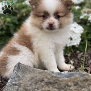 Royce, Pomeranian Puppy