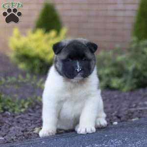 Molly, Akita Puppy