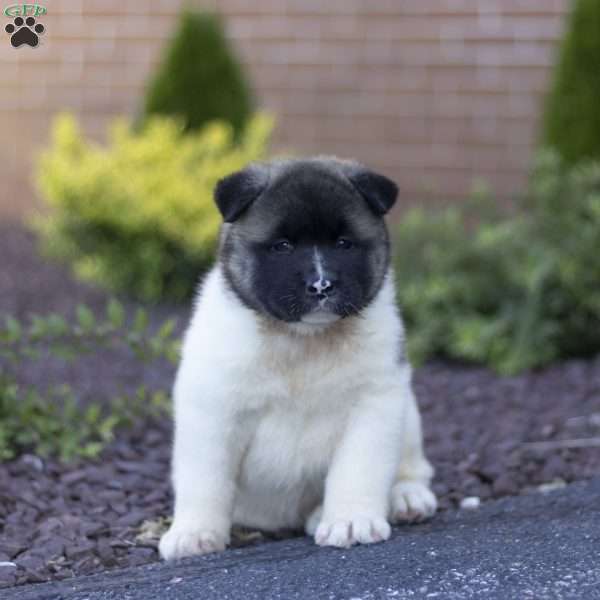 Molly, Akita Puppy