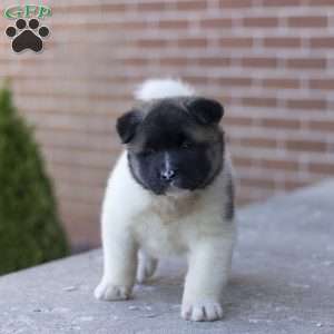Molly, Akita Puppy