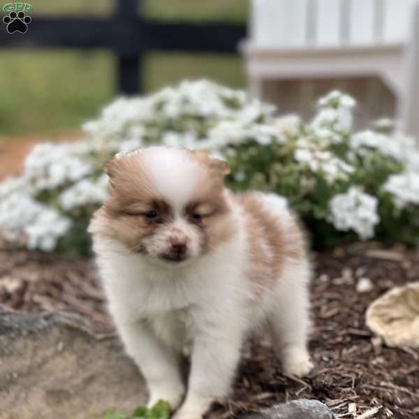 Royce, Pomeranian Puppy