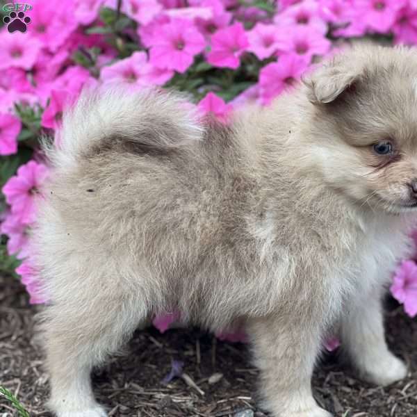Sam, Pomeranian Puppy