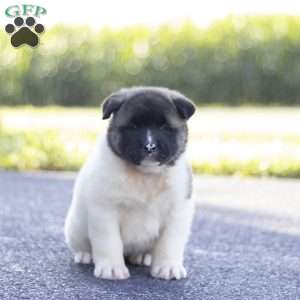 Molly, Akita Puppy