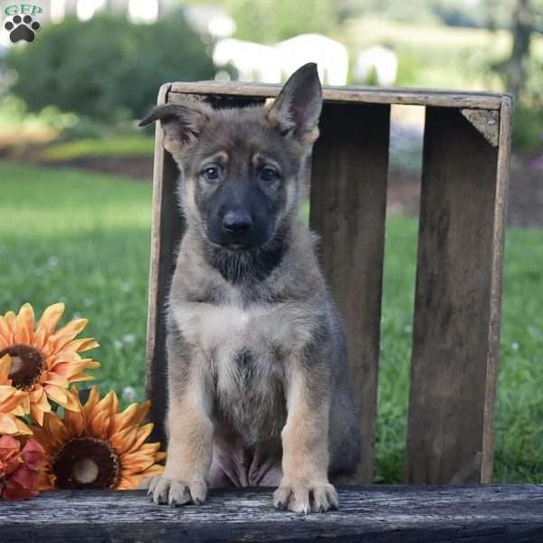 Goldie, German Shepherd Puppy