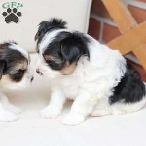 Daisy, Yorkie Puppy