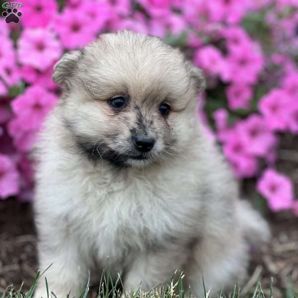 Simba, Pomeranian Puppy