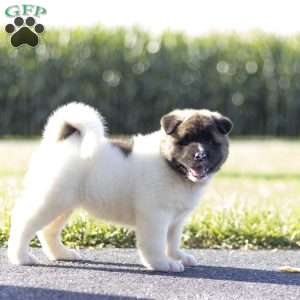 Molly, Akita Puppy