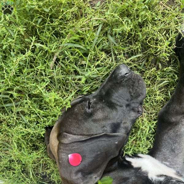 Lefty, Great Dane Puppy