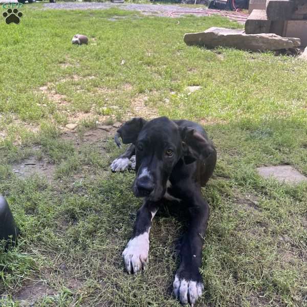 Whitey, Great Dane Puppy