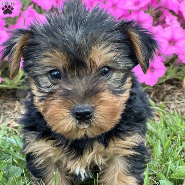 Sam, Yorkie Puppy