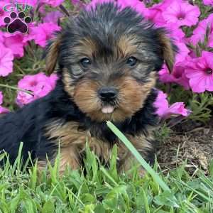Sam, Yorkie Puppy