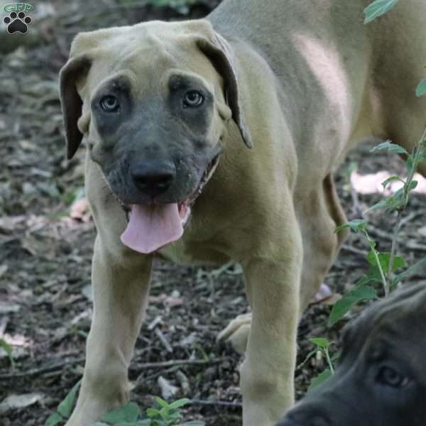 Aries, Cane Corso Puppy