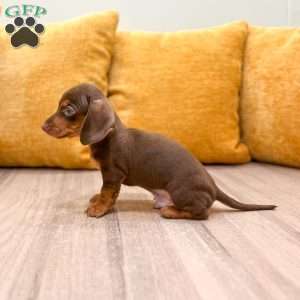 Hunter, Dachshund Puppy