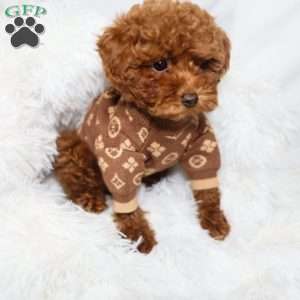Tiny Levi, Toy Poodle Puppy