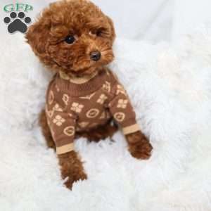 Tiny Levi, Toy Poodle Puppy