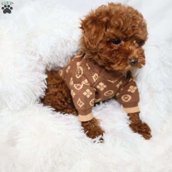 Tiny Levi, Toy Poodle Puppy