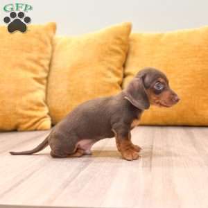 Hunter, Dachshund Puppy