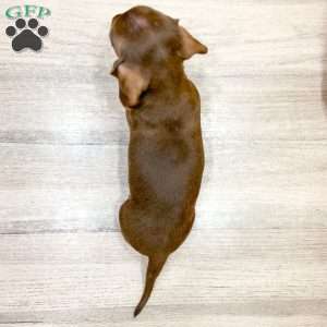 Hunter, Dachshund Puppy