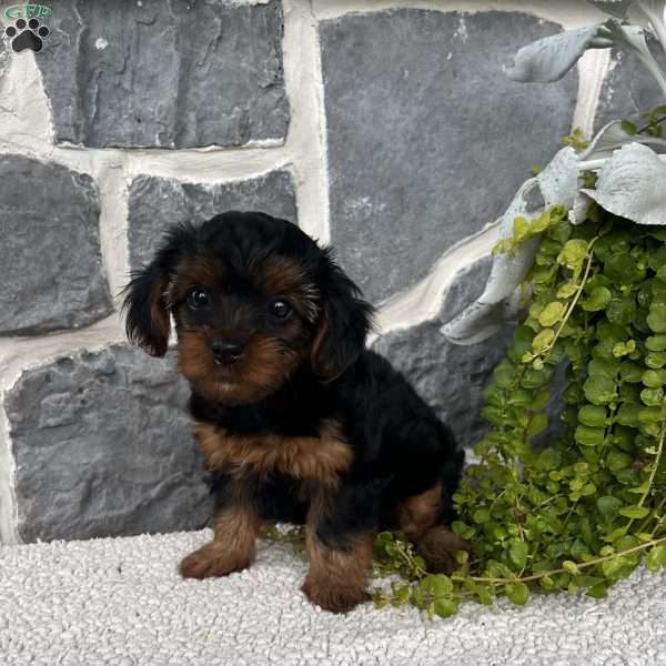 Ava, Yorkie Poo Puppy