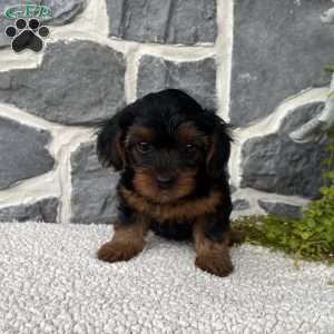 Ava, Yorkie Poo Puppy
