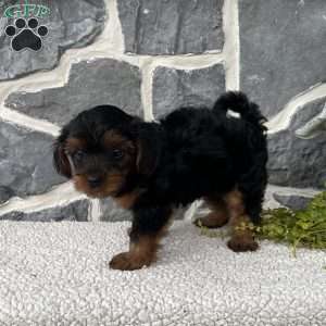 Ava, Yorkie Poo Puppy