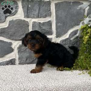 Ava, Yorkie Poo Puppy