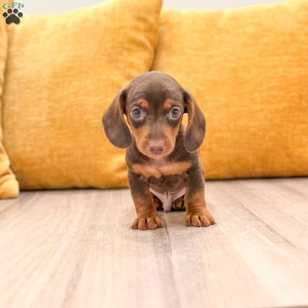Hunter, Dachshund Puppy