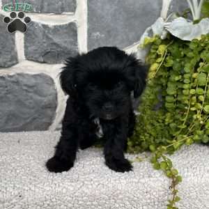 Abby, Yorkie Poo Puppy