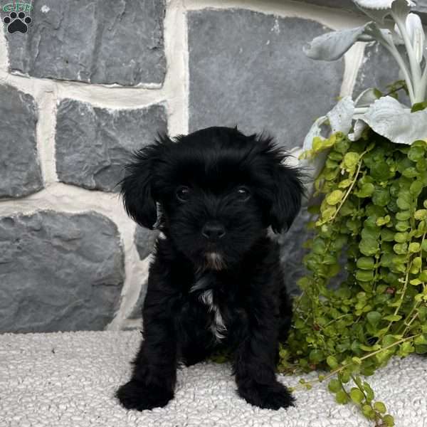 Abby, Yorkie Poo Puppy
