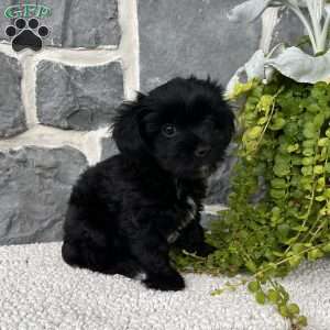 Abby, Yorkie Poo Puppy