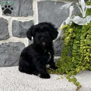 Abby, Yorkie Poo Puppy