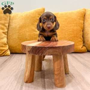 Hunter, Dachshund Puppy