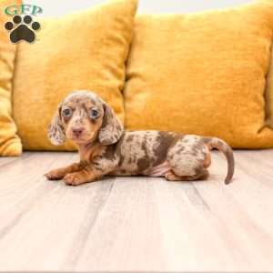 Ginger, Dachshund Puppy