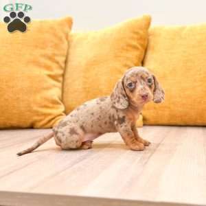 Ginger, Dachshund Puppy